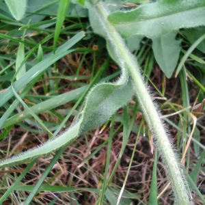 Photographie n°2492926 du taxon Anchusa officinalis L. [1753]