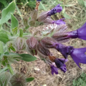 Photographie n°2492928 du taxon Anchusa officinalis L. [1753]
