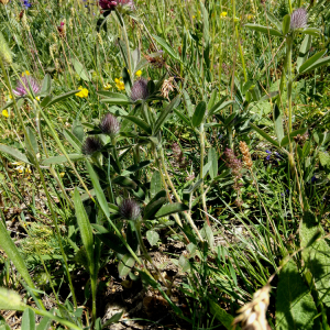 Photographie n°2492939 du taxon Trifolium alpestre L. [1763]