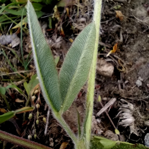 Photographie n°2492942 du taxon Trifolium alpestre L. [1763]