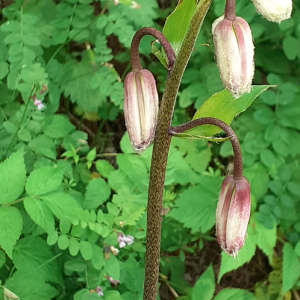 Photographie n°2492948 du taxon Lilium martagon L.