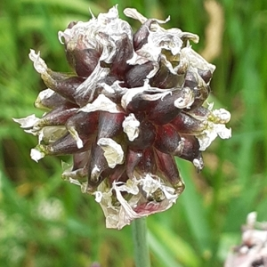 Photographie n°2492959 du taxon Allium scorodoprasum L. [1753]