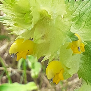 Photographie n°2492965 du taxon Rhinanthus alectorolophus (Scop.) Pollich [1777]