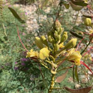 Poinciania gilliesii Hook. (Oiseau-de-Paradis)