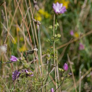 Photographie n°2493015 du taxon Malva moschata L.