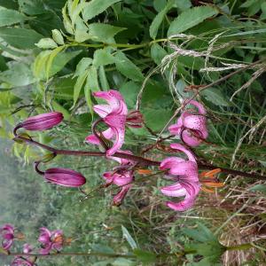 Photographie n°2493031 du taxon Lilium martagon L.