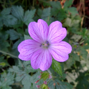 Photographie n°2493036 du taxon Geranium endressii J.Gay [1832]