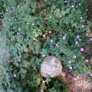 Photographie n°2493039 du taxon Geranium endressii J.Gay [1832]