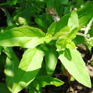  - Oenothera speciosa Nutt. [1821]