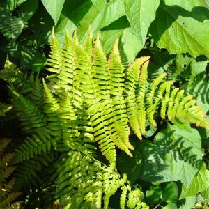  - Dryopteris filix-mas (L.) Schott [1834]
