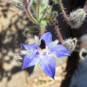 Photographie n°2493060 du taxon Borago officinalis L. [1753]