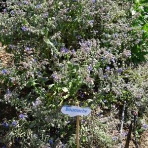 Photographie n°2493061 du taxon Borago officinalis L. [1753]