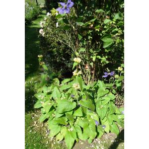 Phlomis russelliana (Sims) Lag. ex Benth. (Phlomis visqueux)