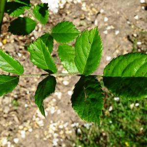 Photographie n°2493070 du taxon Rosa multiflora Thunb. [1784]