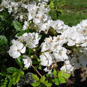 Photographie n°2493071 du taxon Rosa multiflora Thunb. [1784]