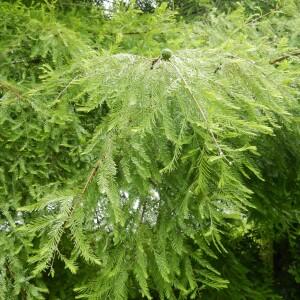 Photographie n°2493080 du taxon Taxodium distichum (L.) Rich. [1810]