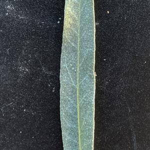 Photographie n°2493084 du taxon Elaeagnus angustifolia L. [1753]
