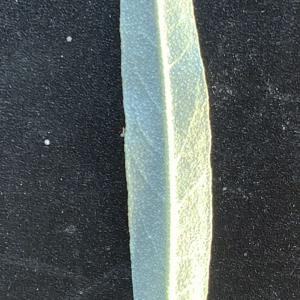 Photographie n°2493085 du taxon Elaeagnus angustifolia L. [1753]