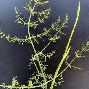  - Foeniculum vulgare Mill.