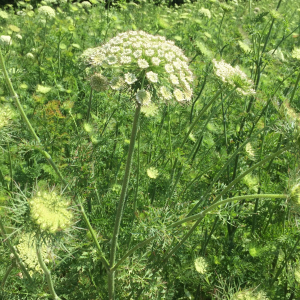  - Daucus carota subsp. sativus (Hoffm.) Schübler & G.Martens [1834]