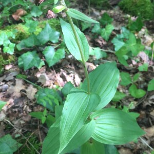 Photographie n°2493125 du taxon Epipactis helleborine subsp. helleborine