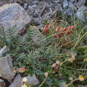  - Astragalus australis (L.) Lam. [1779]