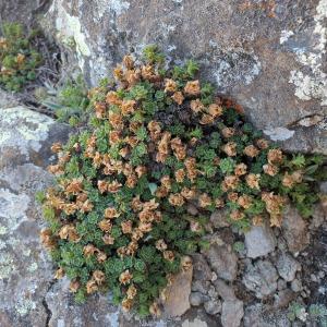 Photographie n°2493157 du taxon Saxifraga oppositifolia L. [1753]