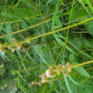 Photographie n°2493169 du taxon Pyrola minor L. [1753]