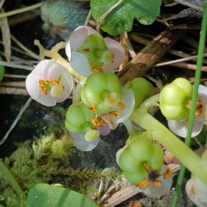 Photographie n°2493170 du taxon Pyrola minor L. [1753]