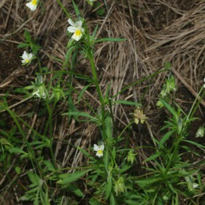 Photographie n°2493196 du taxon Viola arvensis Murray [1770]