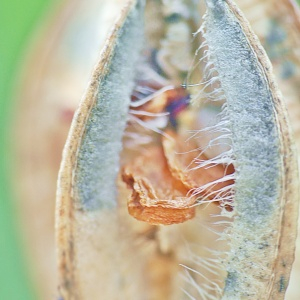 Photographie n°2493203 du taxon Tulipa sylvestris L.