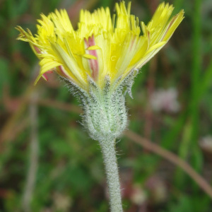 Photographie n°2493207 du taxon Pilosella officinarum Vaill. [1754]