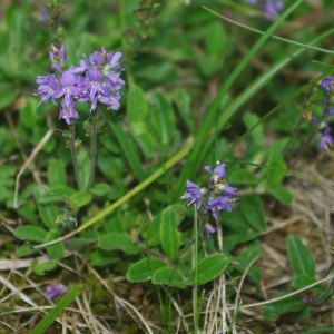 Photographie n°2493247 du taxon Veronica officinalis L. [1753]