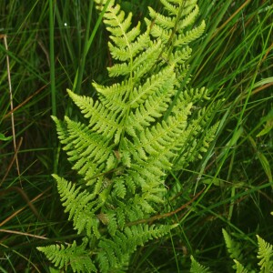 Photographie n°2493266 du taxon Dryopteris carthusiana (Vill.) H.P.Fuchs [1959]