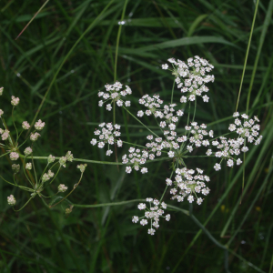 Photographie n°2493267 du taxon Trocdaris verticillatum (L.) Raf.