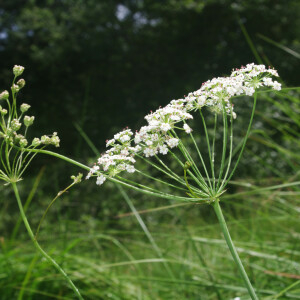 Photographie n°2493268 du taxon Trocdaris verticillatum (L.) Raf.