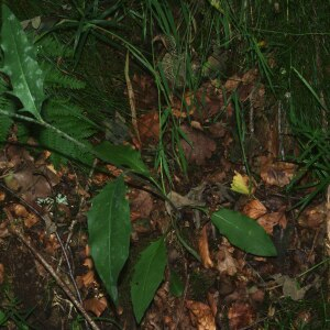 Photographie n°2493277 du taxon Hieracium laevigatum Willd. [1803]