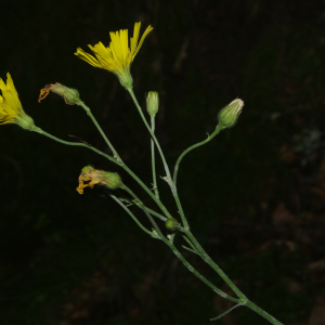 Photographie n°2493278 du taxon Hieracium laevigatum Willd. [1803]