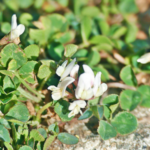 Photographie n°2493280 du taxon Trifolium subterraneum L.