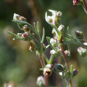 Photographie n°2493303 du taxon Artemisia borealis Pall. [1776]