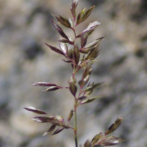 Koeleria gracilis var. monticola Domin (Koelérie du mont Cenis)