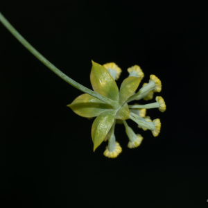 Photographie n°2493317 du taxon Bupleurum L. [1753]