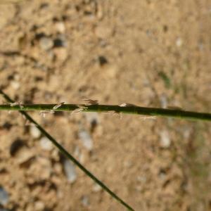 Rottboellia adscendens Brot. (Lepture cylindrique)