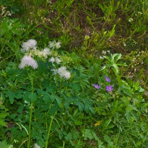 Photographie n°2493472 du taxon Thalictrum aquilegiifolium L. [1753]