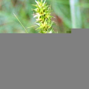 Photographie n°2493481 du taxon Carex otrubae Podp.