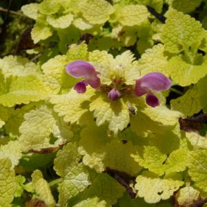 Photographie n°2493487 du taxon Lamium maculatum (L.) L. [1763]