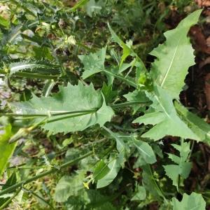 Photographie n°2493491 du taxon Sonchus oleraceus L.