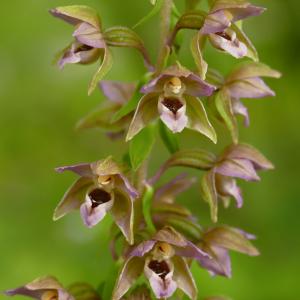 Photographie n°2493518 du taxon Epipactis helleborine (L.) Crantz [1769]