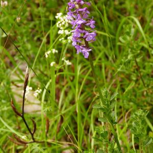  - Gymnadenia conopsea subsp. densiflora (Wahlenb.) K.Richt. [1890]