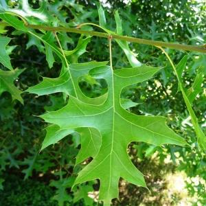 Photographie n°2493530 du taxon Quercus palustris Münchh. [1770]